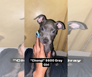 American Pit Bull Terrier-Labrador Retriever Mix Puppy for sale in MIAMI GARDENS, FL, USA