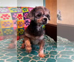 Small #1 Shih Tzu
