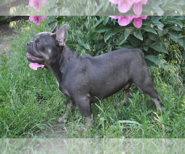 Medium Photo #3 French Bulldog Puppy For Sale in PHILA, PA, USA