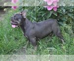 Small Photo #3 French Bulldog Puppy For Sale in PHILA, PA, USA