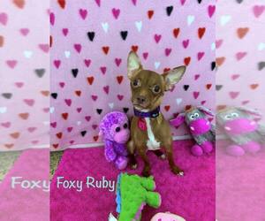 Chihuahua Dogs for adoption in Mukwonago, WI, USA