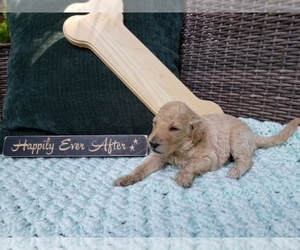 Goldendoodle Puppy for sale in COUNTRY PARK ACRES, NC, USA