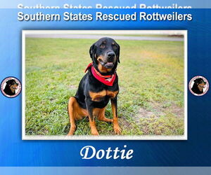 Rottweiler Dogs for adoption in White Hall, AR, USA