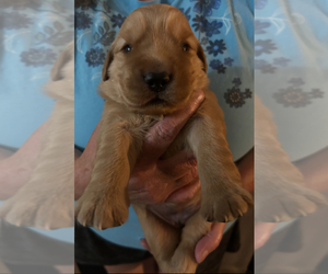 Golden Retriever Puppy for sale in HIBBING, MN, USA