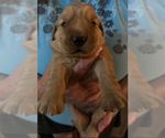 Small Golden Retriever