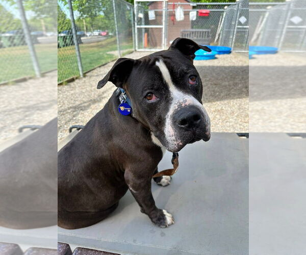 Medium Photo #40 American Staffordshire Terrier-Unknown Mix Puppy For Sale in Sayreville, NJ, NJ, USA