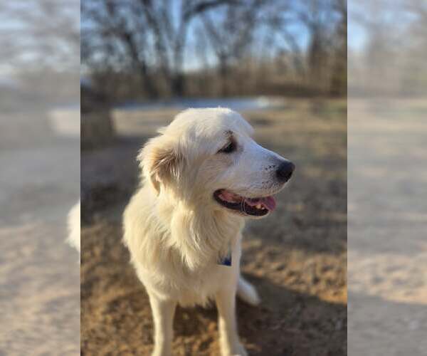 Medium Photo #6 Great Pyrenees Puppy For Sale in Spring, TX, USA