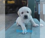 Small Photo #4 Labrador Retriever Puppy For Sale in DEARBORN, MO, USA