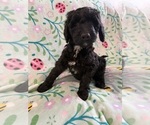 Small #1 Goldendoodle
