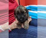 Small #1 Leonberger-Rottle Mix