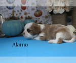 Small #6 Cavalier King Charles Spaniel