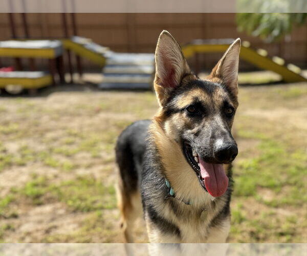 Medium Photo #1 German Shepherd Dog Puppy For Sale in San Diego, CA, USA