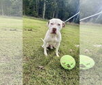 Small Photo #11 American Pit Bull Terrier-Unknown Mix Puppy For Sale in Rustburg, VA, USA