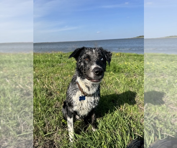 Medium Photo #5 Australian Cattle Dog Puppy For Sale in BONHAM, TX, USA