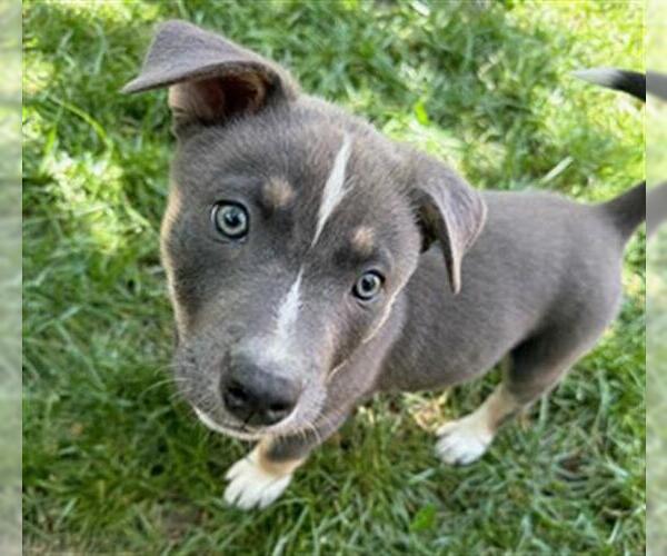 Medium Photo #1 Siberian Husky-Unknown Mix Puppy For Sale in Santa Rosa, CA, USA