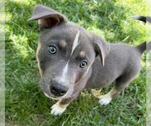 Siberian Husky-Unknown Mix Dogs for adoption in Santa Rosa, CA, USA