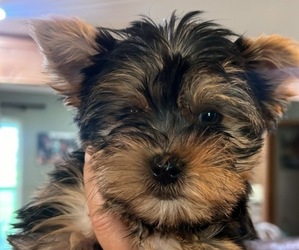 Yorkshire Terrier Puppy for sale in PORT LAVACA, TX, USA