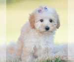 Small Photo #78 Goldendoodle (Miniature) Puppy For Sale in WARSAW, IN, USA