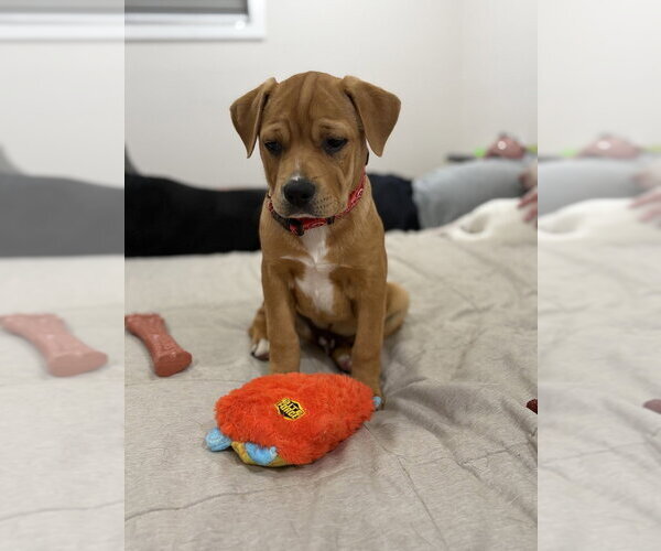 Medium Photo #8 American Staffordshire Terrier-Labrador Retriever Mix Puppy For Sale in Brewster, NY, USA