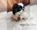 Small #10 Pekingese