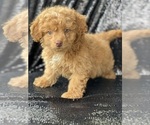 Small #1 Poovanese