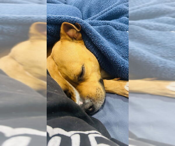 Medium Photo #2 American Pit Bull Terrier-Unknown Mix Puppy For Sale in Westwood, NJ, USA