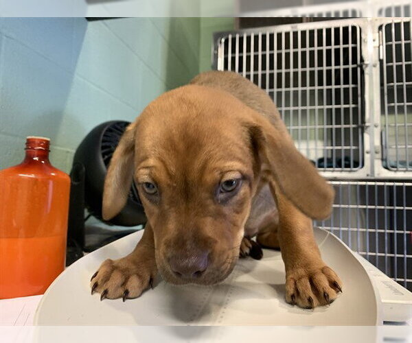 Medium Photo #1 American Staffordshire Terrier-Unknown Mix Puppy For Sale in Grand Prairie, TX, USA
