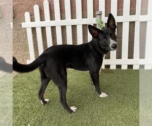 Border Collie-Unknown Mix Dogs for adoption in Modesto, CA, USA