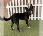 A615533 - Male Border Collie-Unknown Mix Dog for Adoption - Small photo