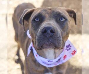 American Staffordshire Terrier Dogs for adoption in San Antonio, TX, USA