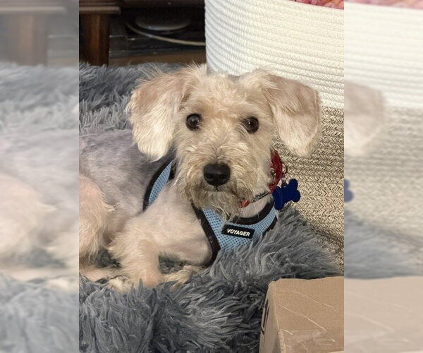 Medium Photo #2 Mutt Puppy For Sale in Mundelein, IL, USA
