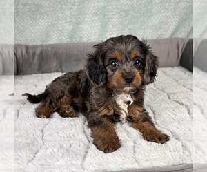 Cavapoo Puppy for sale in FRANKLIN, IN, USA