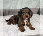 Image preview for Ad Listing. Nickname: Cookie