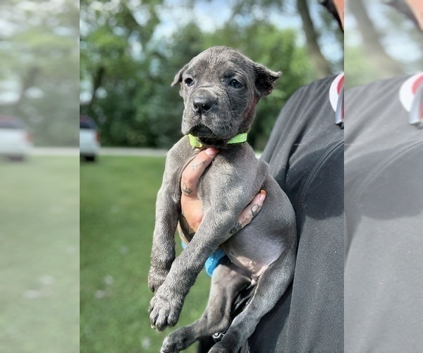 Medium Photo #48 Cane Corso Puppy For Sale in ANDERSON, IN, USA
