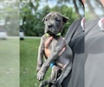 Small #4 Cane Corso