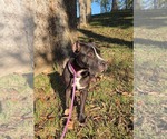 Small American Pit Bull Terrier Mix