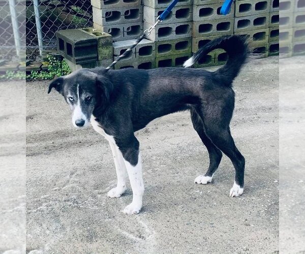Medium Photo #1 Akita-Huskies  Mix Puppy For Sale in Staley, NC, USA