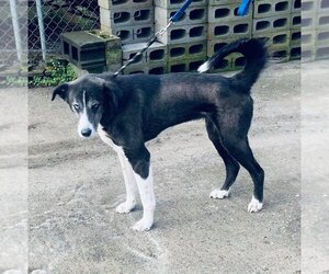 Akita-Huskies  Mix Dogs for adoption in Staley, NC, USA