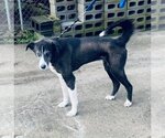 Small Akita-Huskies  Mix