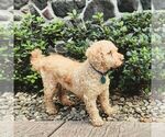 Small Photo #1 Goldendoodle (Miniature) Puppy For Sale in NEWMANSTOWN, PA, USA