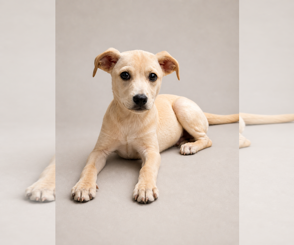 Medium Photo #1 Labrador Retriever-Unknown Mix Puppy For Sale in Oakhurst, NJ, USA