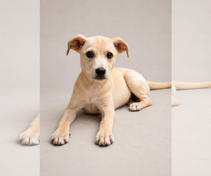 Labrador Retriever-Unknown Mix Dogs for adoption in Oakhurst, NJ, USA