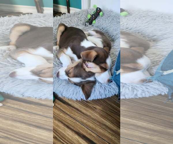 Medium Photo #5 Collie-Parson Russell Terrier Mix Puppy For Sale in Sandy, UT, USA