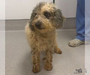 Pinky - Female Poodle (Miniature)-Unknown Mix Dog for Adoption