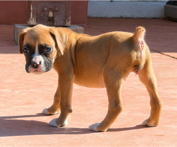Medium Photo #1 Boxer Puppy For Sale in Lake Elsinore, CA, USA