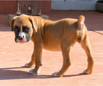 Small Boxer