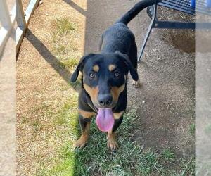 Rottweiler-Unknown Mix Dogs for adoption in Placerville, CA, USA