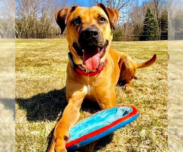 Medium Photo #22 Black Mouth Cur Puppy For Sale in Canton, CT, USA