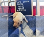 Small Photo #4 Golden Retriever Puppy For Sale in ONTARIO, CA, USA
