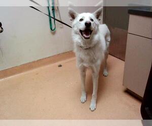 German Shepherd Dog-Unknown Mix Dogs for adoption in Martinez, CA, USA